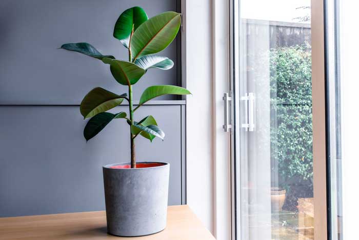 Ficus elastica